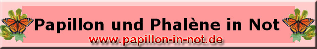 Banner groß